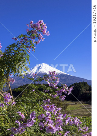 皇帝ダリアの花と富士山 皇帝ダリアの花と富士山 19217716