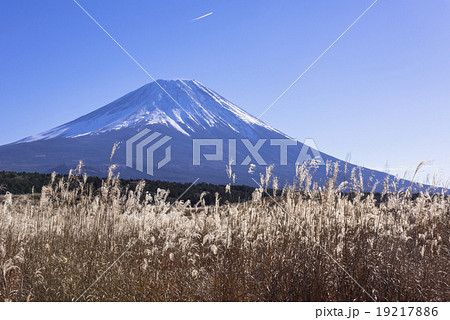 朝霧高原のススキ原と富士山 19217886