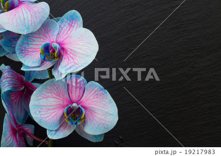 Bunch of violet orchids Bunch of violet orchids 19217983