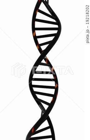 DNA structure model on white DNA structure model on white 19218202