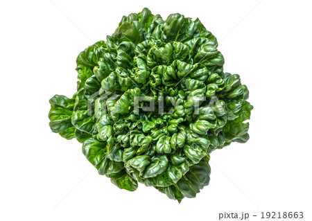 ターツァイ 搨菜 中華野菜 アブラナ科 Brassica rapa var. rosularis ターツァイ 搨菜 中華野菜 アブラナ科 Brassica rapa var. rosularis 19218663