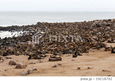 sea lions in Cape Cross, Namibia, wildlife 19218702