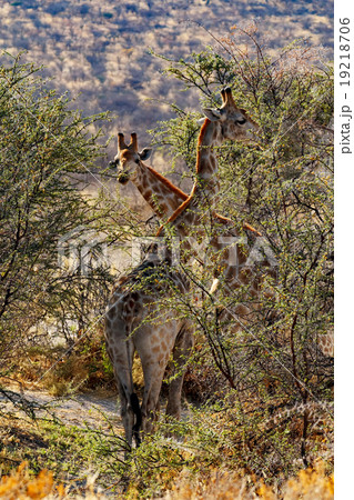 adult female giraffe with calf grazzing 19218706