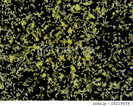 Euglena gracilis Euglena gracilis 19219059