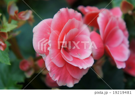 ベゴニア 19219481
