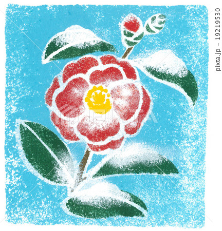 手描きイラスト 寒椿のイラスト素材