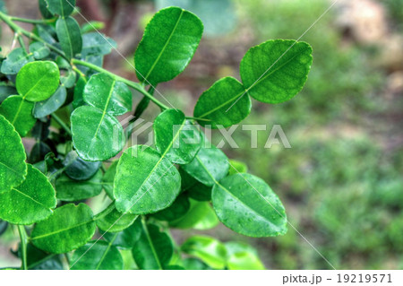 Kaffir lime tree, Nature. 19219571