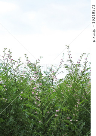 Giant sensitive tree (Mimosa pigra) 19219573
