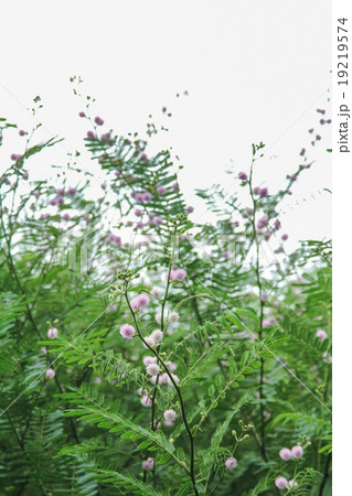 Giant sensitive tree (Mimosa pigra) 19219574