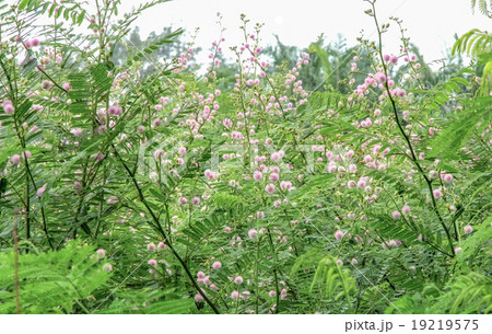 Giant sensitive tree (Mimosa pigra) 19219575