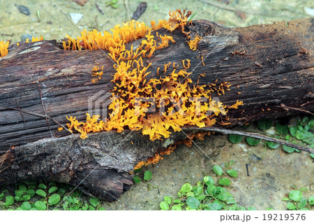 Yellow stagshorn (Calocera viscosa), fungus. Yellow stagshorn (Calocera viscosa), fungus. 19219576