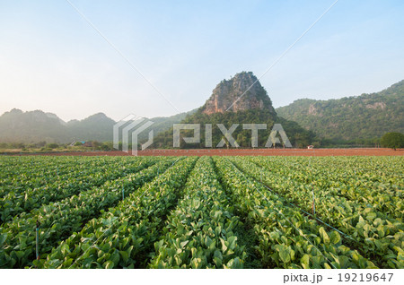Kale farm, Kanchanaburi Thailand Kale farm, Kanchanaburi Thailand 19219647