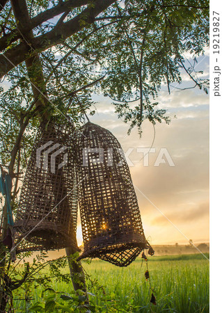 sunrise o the rice field 19219827