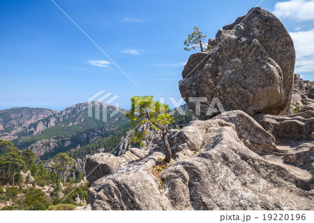 Wild mountain landscape, trees grow on rocks 19220196