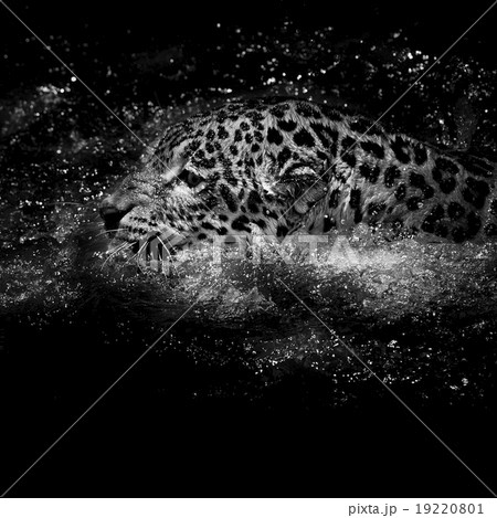 Jaguar  swim 19220801