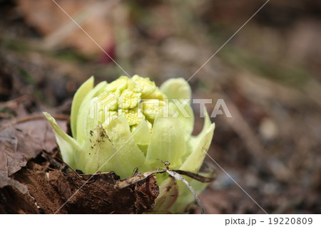 フキノトウ 19220809