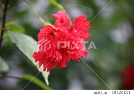 ブッソウゲ 19220811