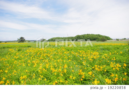 観光地　ベンセ湿原 19220858