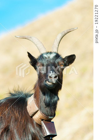 Goat ruminant 19221270