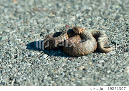 Viper adder berus on the road Viper adder berus on the road 19221307