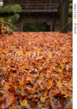 散り落ちた紅葉 散り落ちた紅葉 19221460