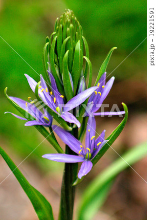 Flowers blossom in the spring Flowers blossom in the spring 19221591