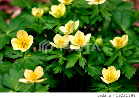 Flowers blossom in the spring Flowers blossom in the spring 19221598