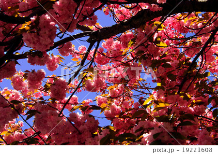 Flowers blossom in the spring.. Flowers blossom in the spring.. 19221608