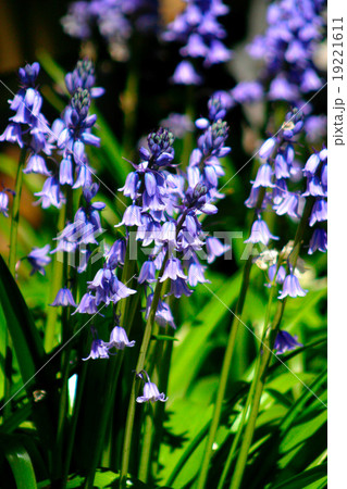 Flowers blossom in the spring.. 19221611