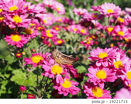 ピンク菊の花・ツチイナゴ 19221713