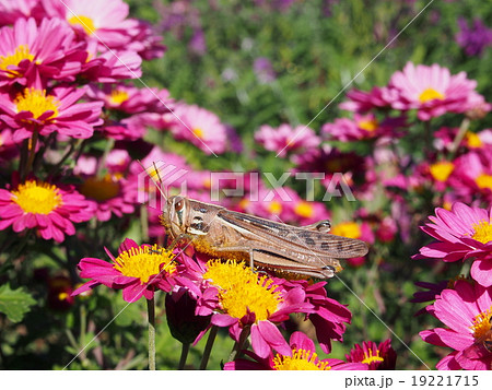ピンク菊の花・休息のツチイナゴ・横向き ピンク菊の花・休息のツチイナゴ・横向き 19221715