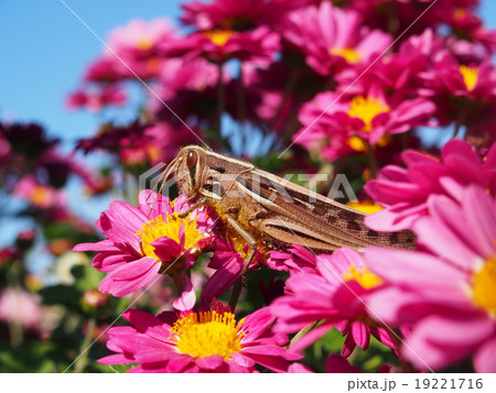 ピンク色菊・ツチイナゴのアップ 19221716
