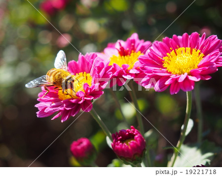 ピンク色菊 蜜蜂の写真素材