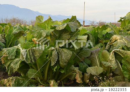 霜にあたり柔らかくなった収穫期の野沢菜 霜にあたり柔らかくなった収穫期の野沢菜 19222355