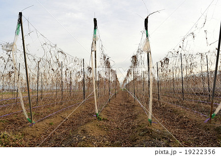 収穫期の長いもの畑 19222356