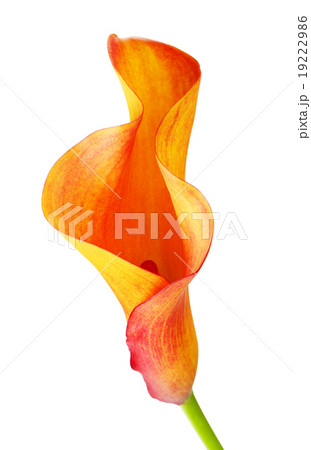 Orange Calla Lily Flower Orange Calla Lily Flower 19222986