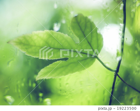 Green leaf with water drops, macro, nature Green leaf with water drops, macro, nature 19223500