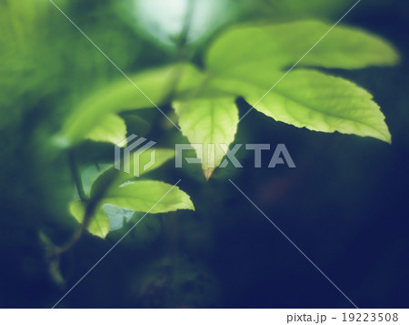 Green leaf with water drops, macro, nature 19223508