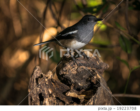 Oriental Magpie Robin Oriental Magpie Robin 19223708