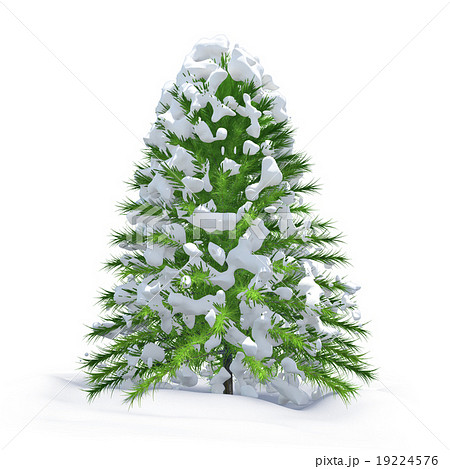 Christmas tree and fresh snow 19224576