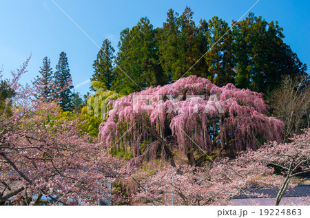 福島県・福聚寺の桜（cherry blossoms SAKURA,Fukushima） 19224863