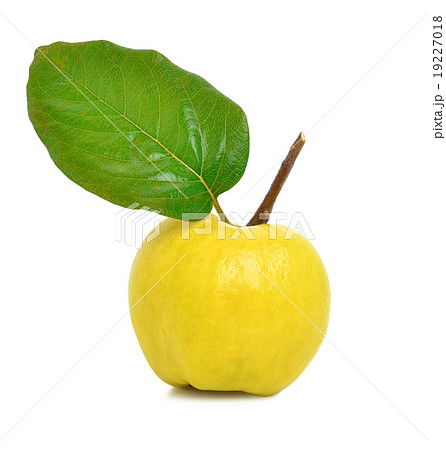 Ripe yellow quince Ripe yellow quince 19227018