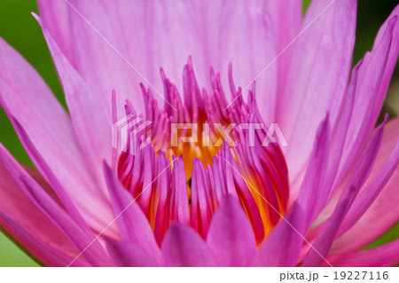 Purple lotus . 19227116