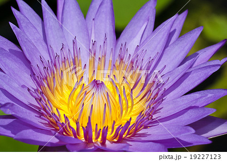 Purple lotus . Purple lotus . 19227123