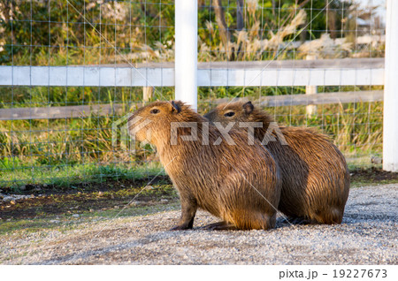 ソレイユの丘｜カピバラ 19227673