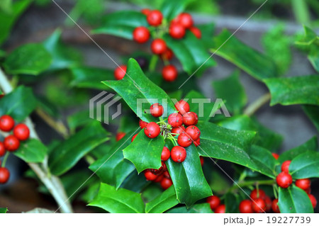 クリスマスホーリー 19227739