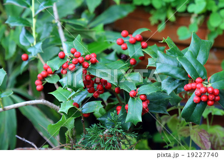 クリスマスホーリー 19227740