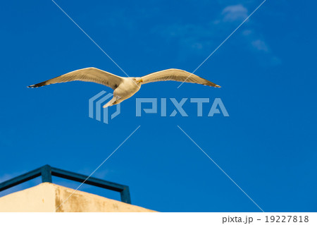 Seagull above the roofs of houses. Seagull above the roofs of houses. 19227818