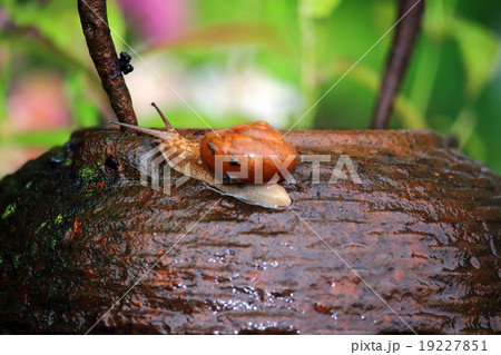 カタツムリ カタツムリ 19227851