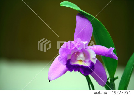 カトレア（カトレヤ） 19227954